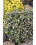 Sedum hybride  Lime Zinger